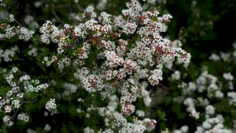 Dark bees flying arround a flowering bush which moves in the wind