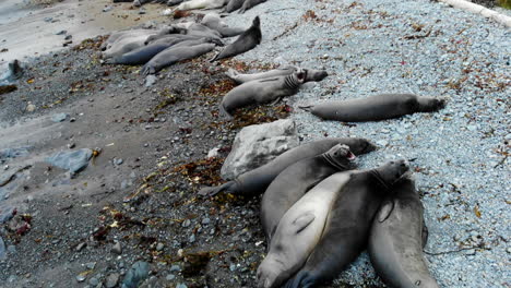 Elephant-Seals-resting-in-their-rookery-barking-at-drone-in-Central-California-Coast-cove-rocky-beach-near-San-Simeon,-Hearst-Castle,-Cambria,-Big-Sur,-highway-1,-4k-Pro-Res-422-HQ