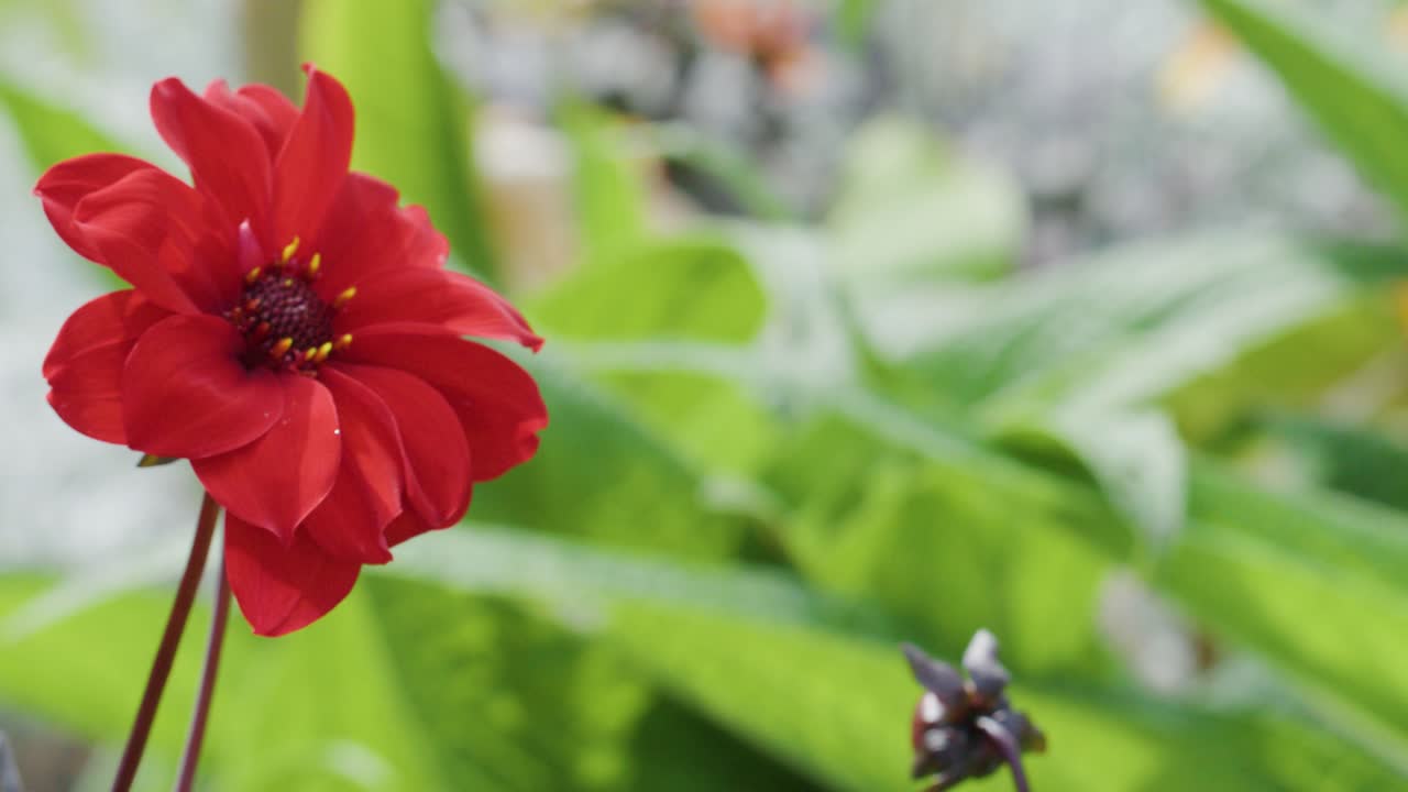 A vivid red flower moves subtly in a soft breeze, set against a blurred green garden background with natural daylight and shallow depth of field