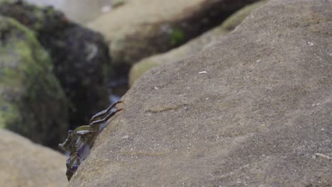 Eine-Einzelne-Krabbe,-Die-Auf-Einem-Felsen-Am-Meer-Kriecht---Nahaufnahme