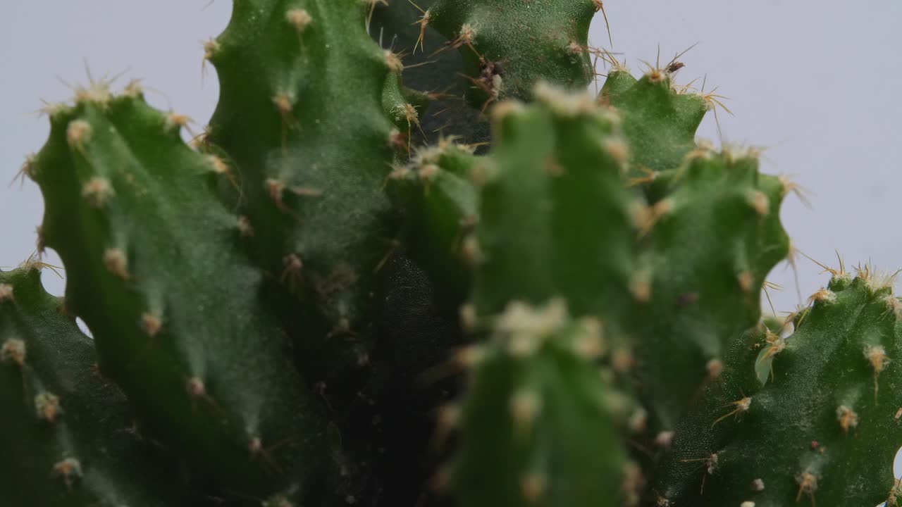 색 스크린 배경에 자신을 중심으로 회전하는 요정 성 투스 식물의 근접