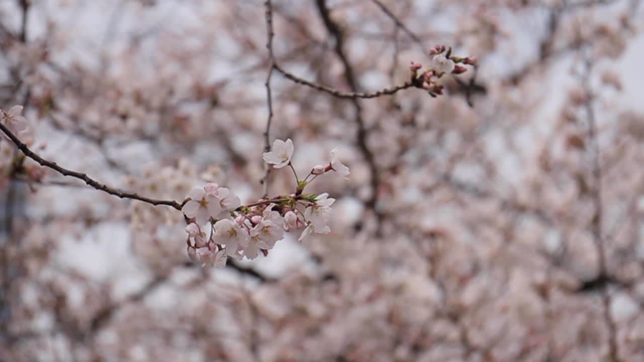 Fiori di ciliegio in piena fioritura a Tokyo, Giappone.