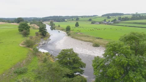 aerial footage at a farm in the lake district, uk flying slowly over trees, a slow moving shallow river and river bank, then over a field of brown cows