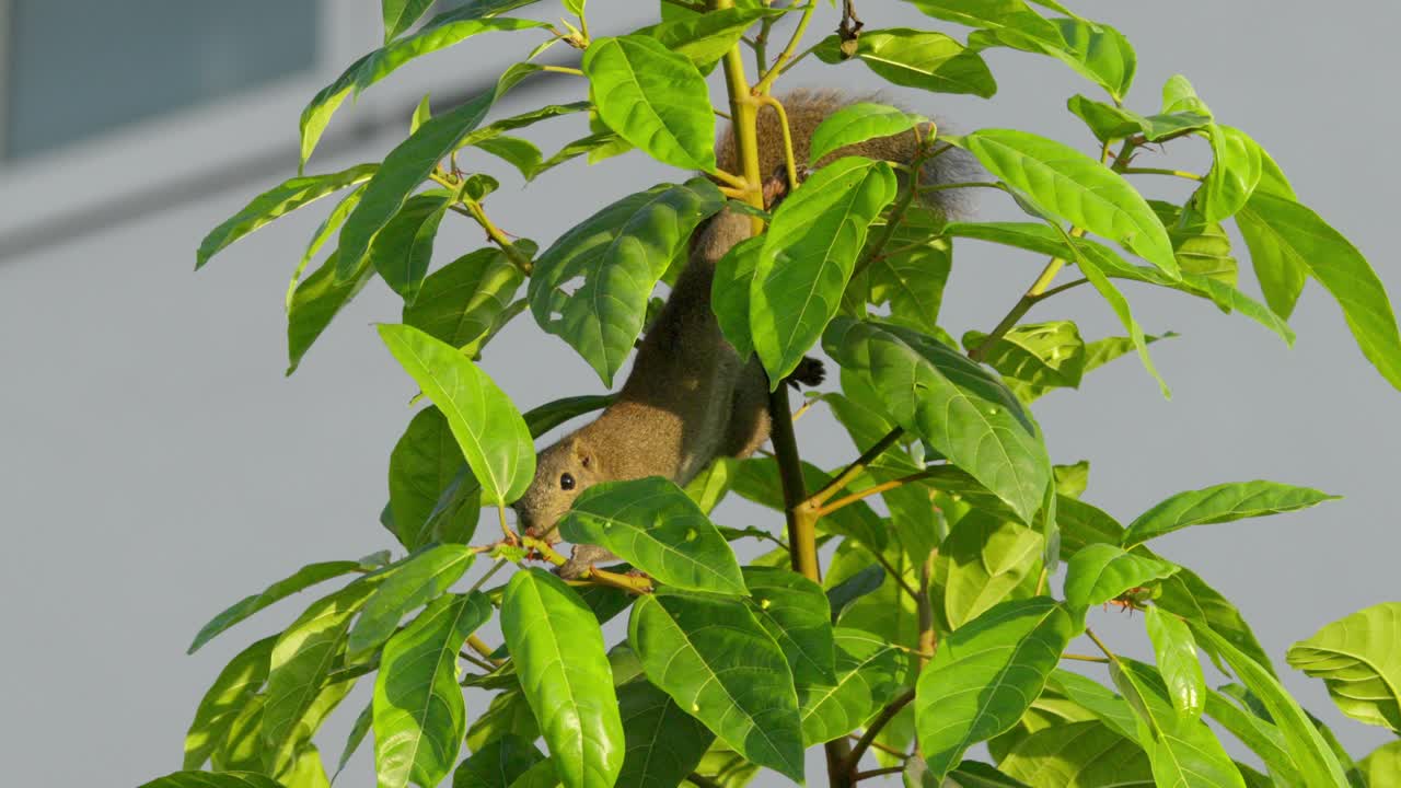 Tamed Squirrel Crawling Down A Small Plant Tree. Close-up Shot