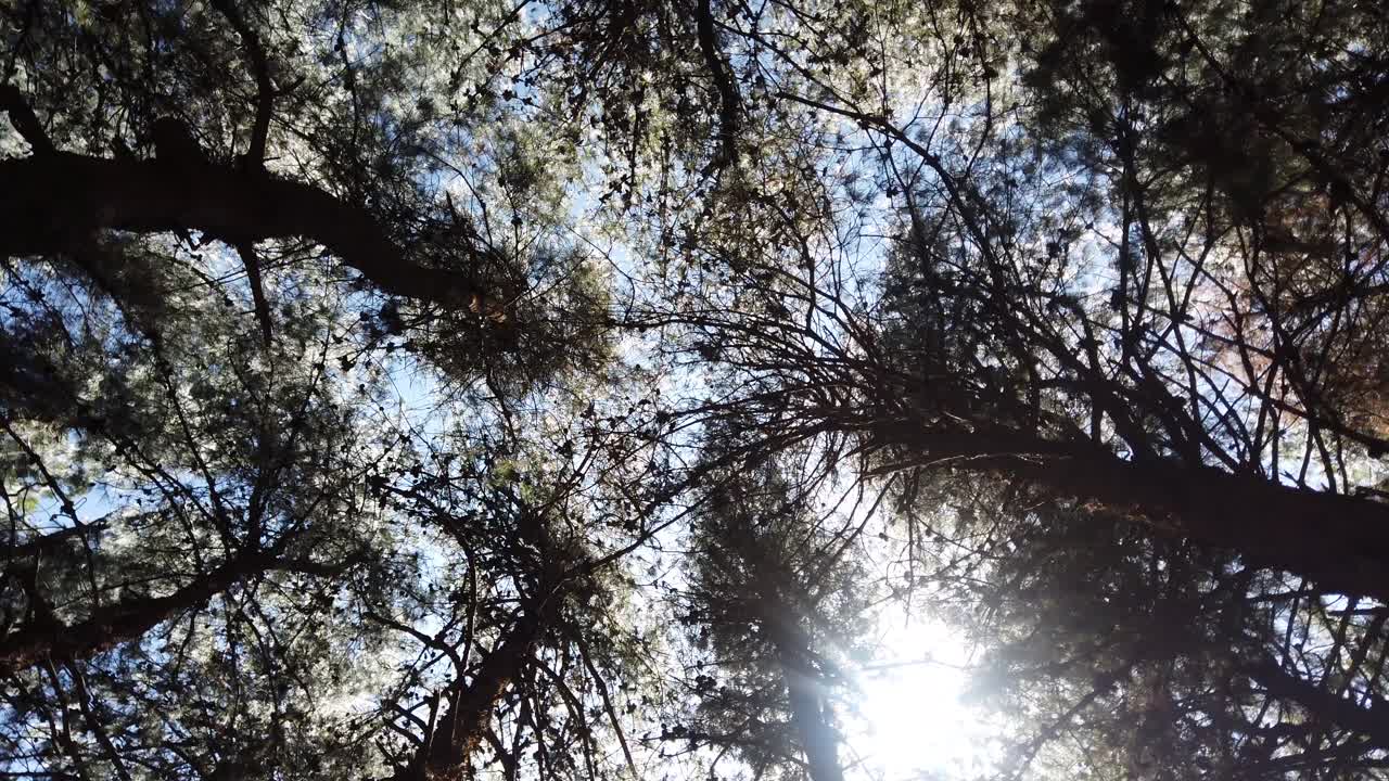 Hypnotic Rotation Shot of Tree Tops Swaying in Wind at Nilgiri Biosphere Reserve outside Ooty. Tamil Nadu India