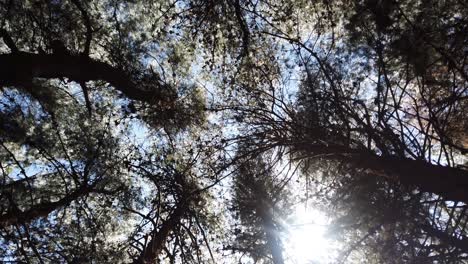 hypnotic rotation shot of tree tops swaying in wind at nilgiri biosphere reserve outside ooty. tamil nadu india