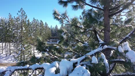 Árboles-Nevados-Aéreos-En-El-Norte-De-California.