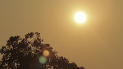 sunrise bright orange sun hazey clear sky big tall gum tree timelapse australia victoria gippsland maffra