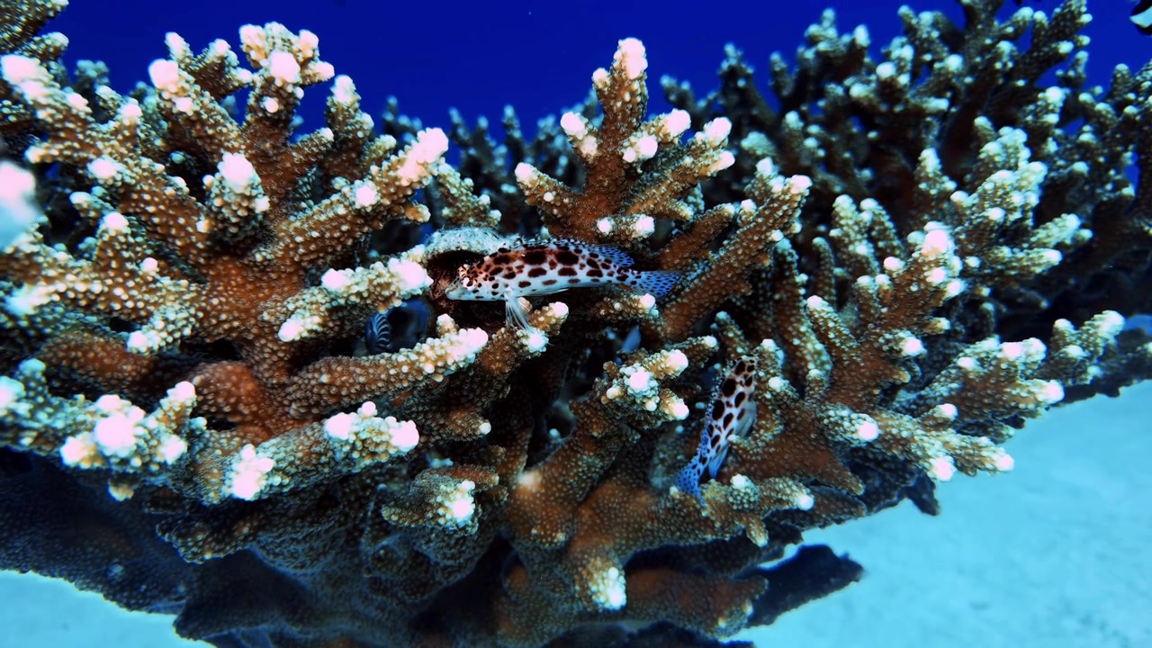 Pesce falco che riposa tra i coralli ramificati a Mauritius. Filmato dettagliato della fauna sottomarina che evidenzia un colorato pesce di barriera circondato da coralli tropicali e biodiversità marina.