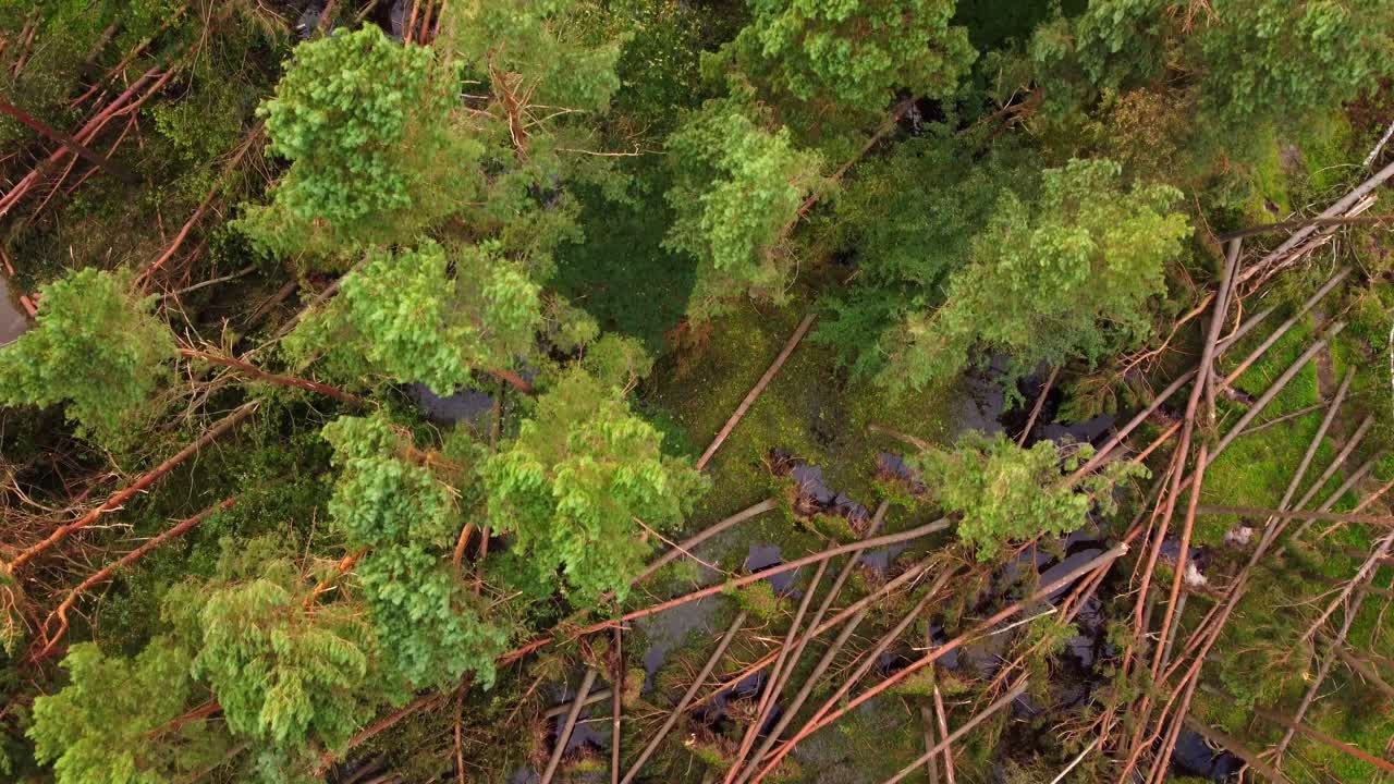 Top down aerial view of catastrophic landscape in forest with fallen trees