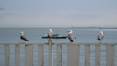 black-tailed gulls sit on railguard by the sea in ganghwa island, south korea with boat on surface in background