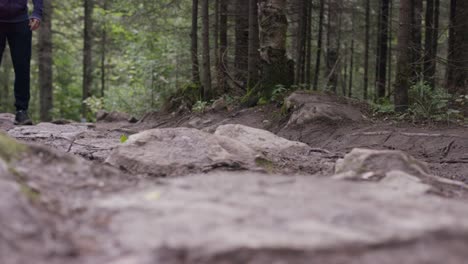 person hiking in a forest