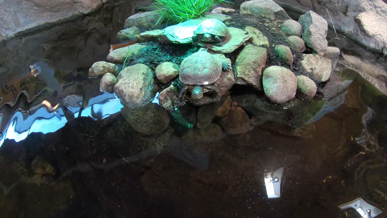 스 ⁇ 홀름 스웨덴 의 스칸센 동물원 에서 실내 연못 에 뛰어 들어 수영 하는 작은 거북이 - 손잡이