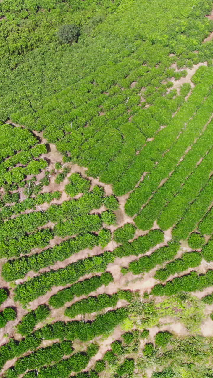 Aerial View of Lush Tea Plantation