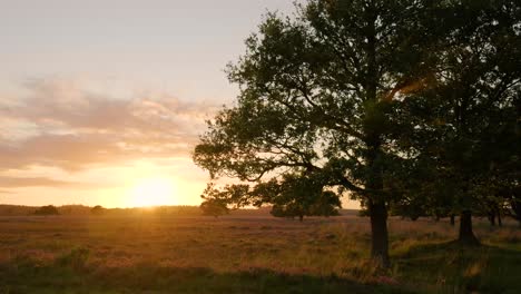 sunset over a heath landscape