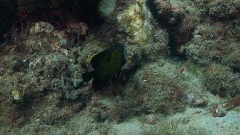 A-French-angel-fish-swimming-close-to-the-reef-on-a-nice-dive