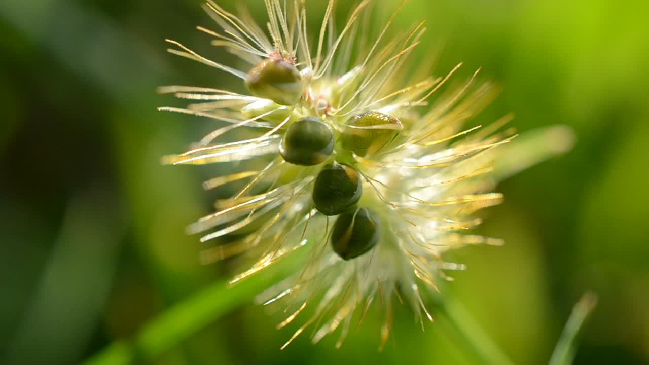 Erba