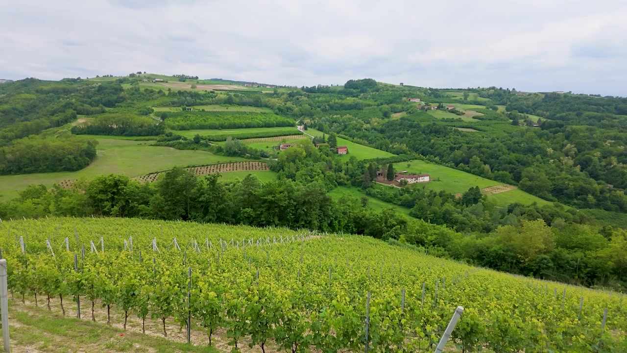 Large plan panoramique de vignobles verdoyants à travers des collines vallonnées sous un ciel couvert