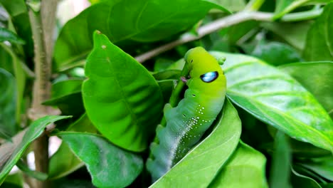 Slowmotion-Oleander-hawk-moth--feeding-on-a-branch-leaf