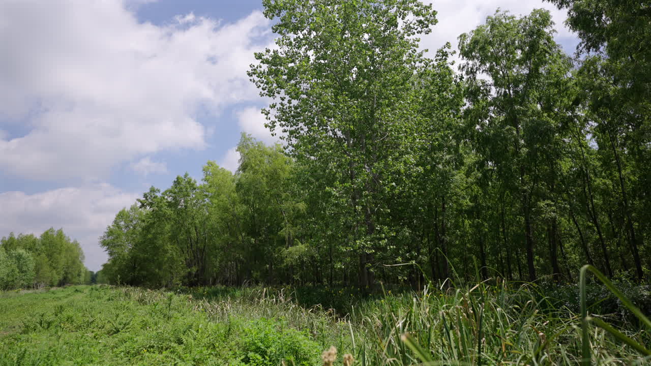 Wetland ditch on sunny day in nature reserve at Paraná Delta, Argentina.