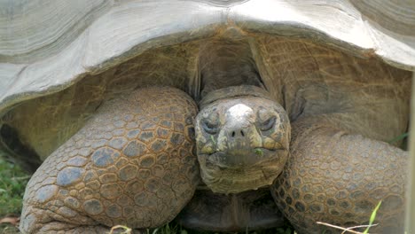 galapagos turtle stretching out its head, close up, endagered animals