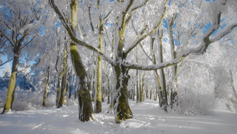 spreading tree branches covered in fresh snow in a forest in winter