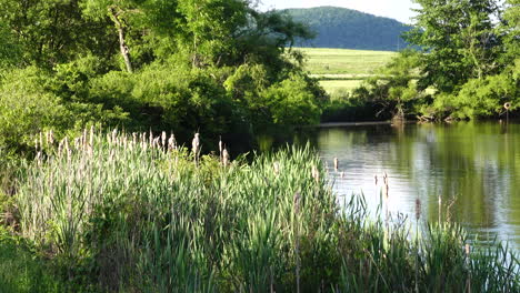 Relajarse-Junto-A-Un-Lago-En-Una-Hermosa-Tarde-De-Verano