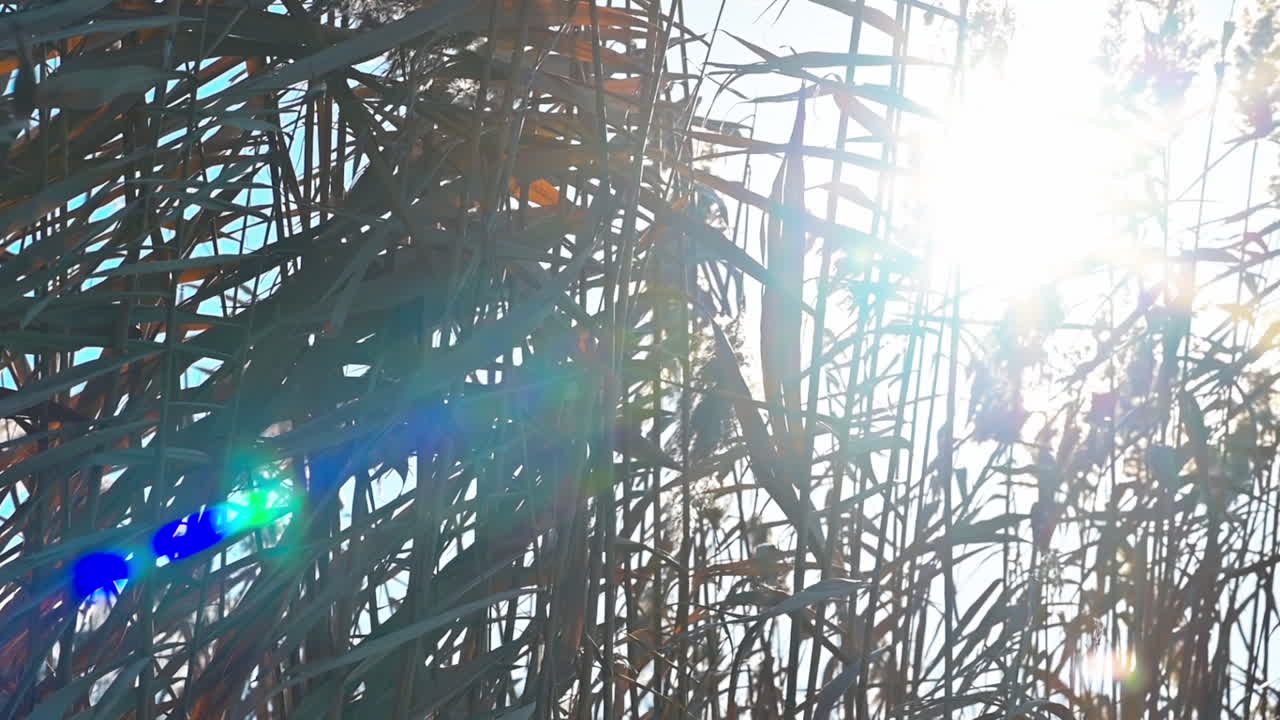 Sunlight filters through the vibrant green and golden reeds, creating a peaceful scene in nature. The soft rustle of leaves enhances the tranquil atmosphere