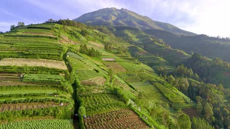 Drone-fly-over-green-plants-of-agricultural-field-on-the-mountain