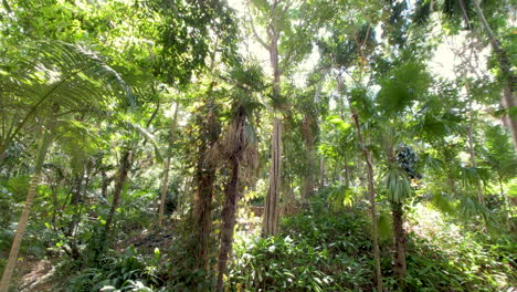 el sol brilla a través del dosel de la selva tropical, jardines botánicos de brisbane
