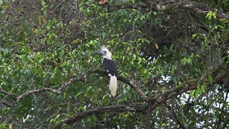white-crowned hornbill perches on tree branch in tropical rainforest of sabah, malaysia. low angle static shot