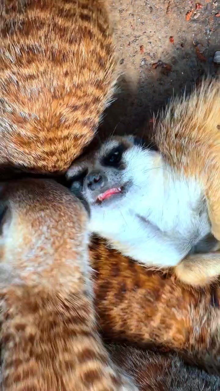 Suricati raggruppati che mostrano la trama dettagliata della pelliccia marrone. Primo piano dall'alto di due animali che dormono a terra.