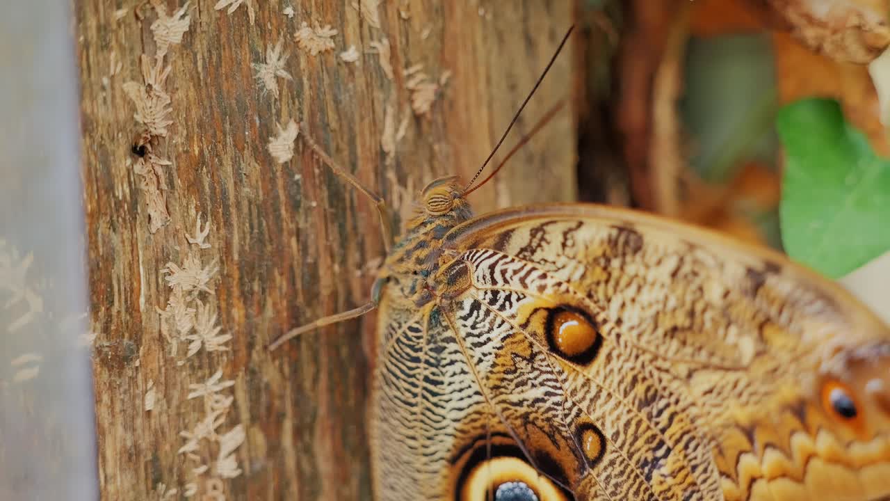 Detailed macro shot of still butterfly resting on tree bark in forest light