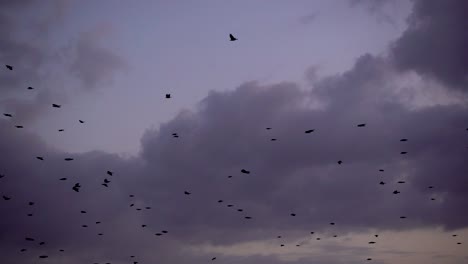 muchos pájaros negros volando contra el cielo del atardecer