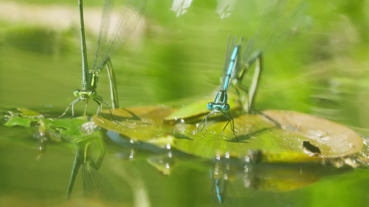 dos libélulas verdes y azules insectos voladores encaramados en un lirio de agua