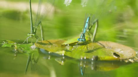 two green and blue dragonflyies flying insects perched on a water lily