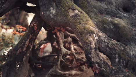 A close-up of exposed roots of the dead old tree covered with moss