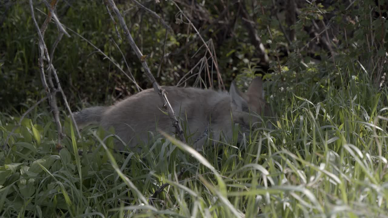 cachorro de lobo gris dando un paseo y enredándose en las ramas