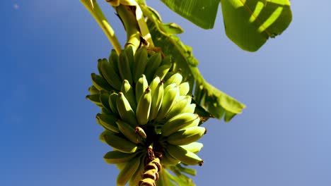 plátano de dedo colgando de un árbol de plátano cerca de la costa