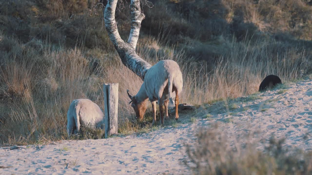 바람 부는 날, 풀밭에서 풀을 뜯는 염소 부족, 중간 샷