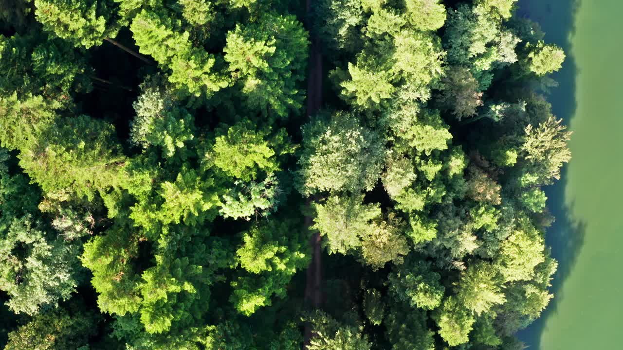 Hidden country road between the dense trees of a forest at the edge of the river, aerial drone top view