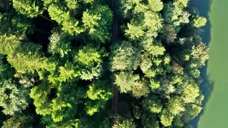 camino de campo oculto entre los árboles densos de un bosque en el borde del río, vista superior de avión no tripulado aéreo