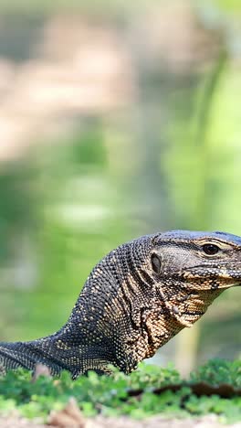 monitor lizard moving through lush park environment