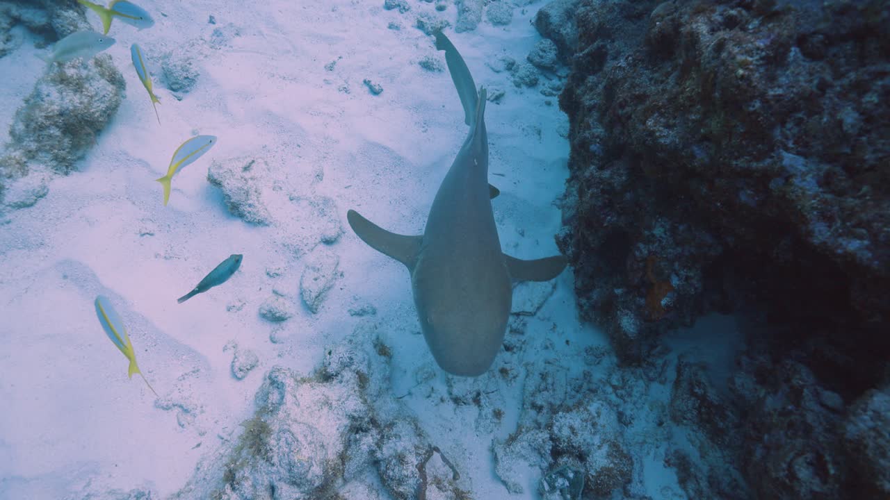 el tiburón enfermera nada en un fondo arenoso cerca de un arrecife de coral en los cayos de florida.