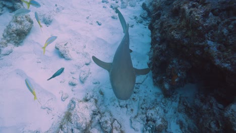 nurse shark swims by on a sandy bottom near a coral reef in the florida keys