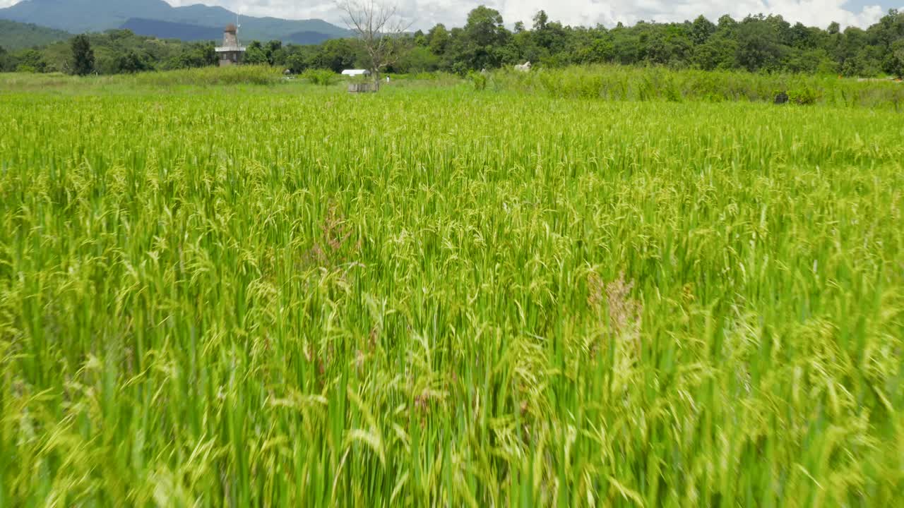 열린 논 드론 영상