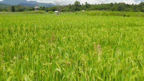 Imágenes-De-Drones-De-Un-Campo-De-Arroz-Abierto