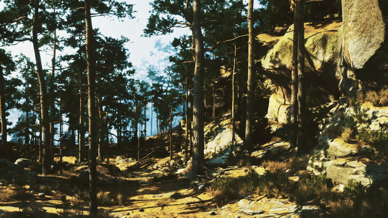 Quiet forest path surrounded by tall trees during daytime