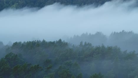 fog over the forest. drone aerial view