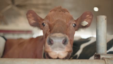 close up of dairy cow in a cow shed